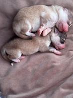 Sweet Pomsky puppys, Dieren en Toebehoren, 8 tot 15 weken, Meerdere, Meerdere dieren, Nederland