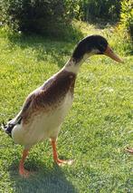 Indische loopeend., Dieren en Toebehoren, Pluimvee, Mannelijk, Eend