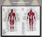Spieren Menselijke Anatomie Poster / School Medisch Mens, Verzamelen, Ophalen of Verzenden, Nieuw, Rechthoekig Staand