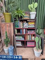 Philodendron Green Congo Variegata p8 (2), Ophalen of Verzenden, Halfschaduw, Minder dan 100 cm