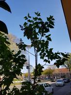 Sering boom, Tuin en Terras, Ophalen, Volle zon, Overige soorten