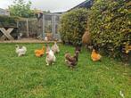 Broedeieren Zijdehoen Kriel 🐣, Dieren en Toebehoren, Pluimvee, Geslacht onbekend, Kip