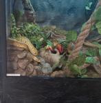 Python Regius (Koningspython), Dieren en Toebehoren, Slang, Met terrarium