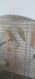 2 parkieten geboren augustus 2025, Dieren en Toebehoren, Meerdere dieren, Parkiet