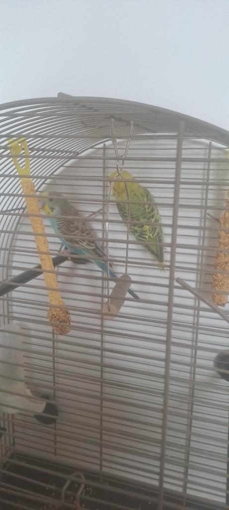 2 parkieten geboren augustus 2025, Dieren en Toebehoren, Vogels | Parkieten en Papegaaien, Parkiet, Meerdere dieren