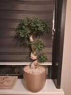 Bonsai boom, Ophalen, Halfschaduw, Minder dan 100 cm