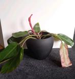 Philodendron Prince of Orange plant, Huis en Inrichting, Kamerplanten, Ophalen, Overige soorten, Halfschaduw, Minder dan 100 cm
