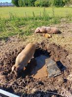 Zeug 100% bonte bentheimer en 50% bentheimer/Duroc, Dieren en Toebehoren, Vrouwelijk, Varken, 0 tot 2 jaar