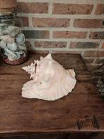 Grote roze conch schelp, Ophalen of Verzenden, Schelp(en)