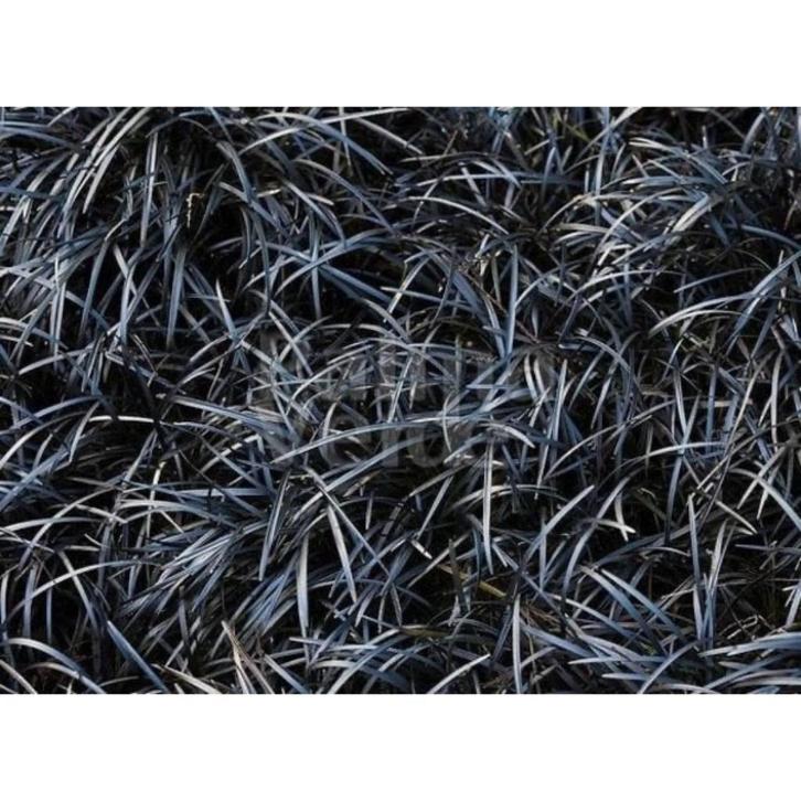 Ophiopogon planiscapus 'Niger', Tuin en Terras, Planten | Tuinplanten, Vaste plant, Siergrassen, Halfschaduw, Zomer, Ophalen