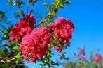 Restpartij 10 grote Lagerstroemia sierheesters 100 cm, Volle zon, Vaste plant, Zomer, Ophalen