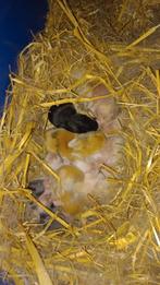 Baby konijnen, Augustus, Geslacht onbekend, Overige typen