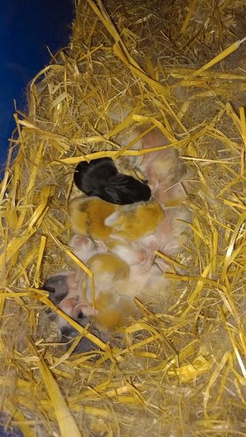 Baby konijnen  beschikbaar voor biedingen