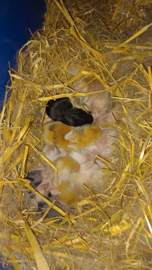 Baby konijnen, Dieren en Toebehoren, Knaagdieren, Geslacht onbekend, Overige typen, Augustus