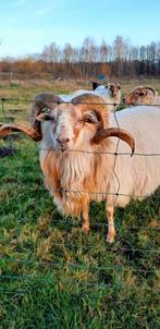 Drents heideschaap dek ram, Mannelijk, Schaap