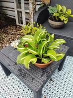 Pot met pretty Hosta / Night Before Christmas, Vaste plant, Halfschaduw, Zomer, Ophalen