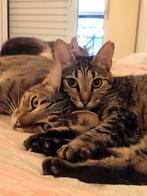 Zeer lieve kittens 1 jhr (gesteril./gecastreerd, chip, va, Dieren en Toebehoren, Katten en Kittens | Overige Katten, Meerdere dieren