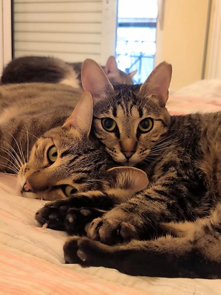 Zeer lieve kittens 1 jhr (gesteril./gecastreerd, chip, va, Dieren en Toebehoren, Katten en Kittens | Overige Katten, Kortharig