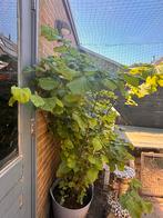Hazelaar 140 cm, Tuin en Terras, Ophalen, Halfschaduw, Overige soorten, 100 tot 250 cm