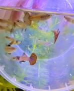 🟣🐟magenta dragon🟣🐟 guppen guppy gup raszuiver, Vis, Zoetwatervis