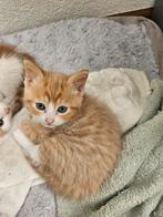 2 zusjes zoeken nog een gouden mandje!, Dieren en Toebehoren, Katten en Kittens | Overige Katten, Kortharig, 0 tot 2 jaar, Poes