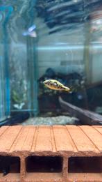 Tetraodon schoutedeni, Vis, Zoetwatervis