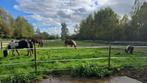 Fijne plek vrij vanaf januari | 24/7 buiten | onbeperkt hooi, Dieren en Toebehoren, Stalling en Weidegang, Stalling