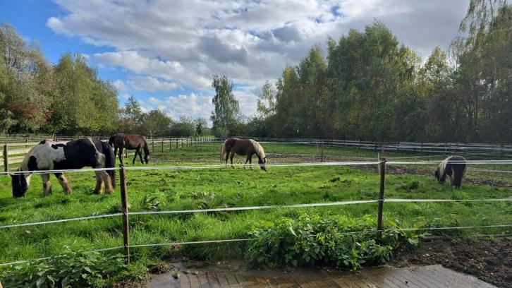 Fijne plek vrij vanaf januari | 24/7 buiten | onbeperkt hooi, Dieren en Toebehoren, Stalling en Weidegang, Stalling