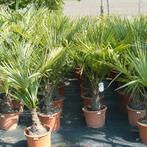 Trachycarpus Fortunei - Waaierpalm g52153, Tuin en Terras, Planten | Tuinplanten, Ophalen of Verzenden