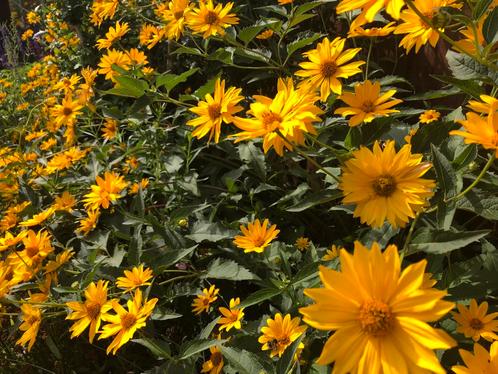 Er zijn weer stekjes! Zonnehoed geel, Tuin en Terras, Planten | Tuinplanten, Vaste plant, Overige soorten, Volle zon, Zomer, Ophalen of Verzenden