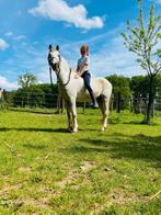 Welsh ponny te koop, Minder dan 160 cm, Hengst, 7 tot 10 jaar, Tuigpaard