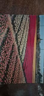 Oude Ansichtkaart Bollenvelden, Ophalen of Verzenden