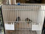 Gloster kanaries, Dieren en Toebehoren, Vogels | Kanaries, Meerdere dieren, Postuurkanarie