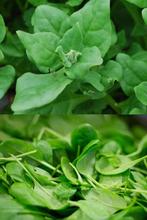 Spinazie zaden, Tuin en Terras, Bloembollen en Zaden, Verzenden, Zaad