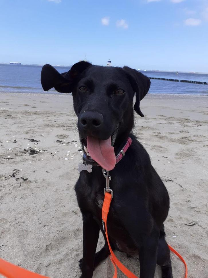 Lieve jonge hond (vrouwtje), Dieren en Toebehoren, Honden | Niet-rashonden, Teef, Particulier, Eén hond, Nederland, 15 weken tot 1 jaar