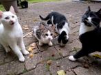 Kittens katers kruising boerderij en Savannah x4 beschikbaar, Kater, Kortharig, 0 tot 2 jaar