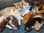 6 super mooie kittens Europees korthaar/Maine Coon, Meerdere dieren, 0 tot 2 jaar, Ontwormd