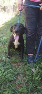 Super vriendelijke Louie, Dieren en Toebehoren, Honden | Niet-rashonden, Particulier, Rabiës (hondsdolheid), Reu, 1 tot 2 jaar