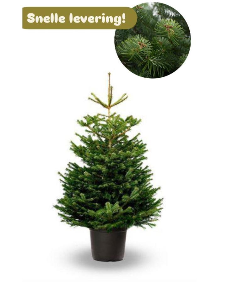 Echte kerstboom in pot, Diversen, Kerst, Nieuw, Ophalen of Verzenden