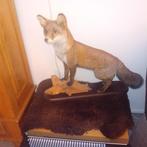 Opgezette vos op houten sokkel, Ophalen of Verzenden