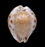 Schelpen: Cypraea lamarckii redimita 25,2mm (Gem) Rond!, Ophalen of Verzenden, Schelp(en)