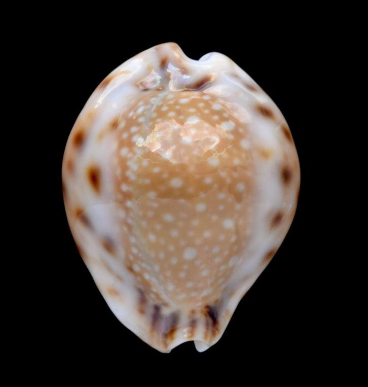 Schelpen: Cypraea lamarckii redimita 25,2mm (Gem) Rond!, Verzamelen, Mineralen en Fossielen, Schelp(en), Ophalen of Verzenden