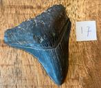 Megalodon tand 8 cm, Ophalen of Verzenden, Fossiel