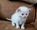 Lilac en Chocolate Ragdoll kittens met stamboom, Meerdere dieren, Met stamboom, 0 tot 2 jaar