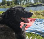 Vakantie oppas gezocht, Diensten en Vakmensen