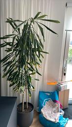 Kamerplant 180cm, Ophalen of Verzenden, Overige soorten, 150 tot 200 cm