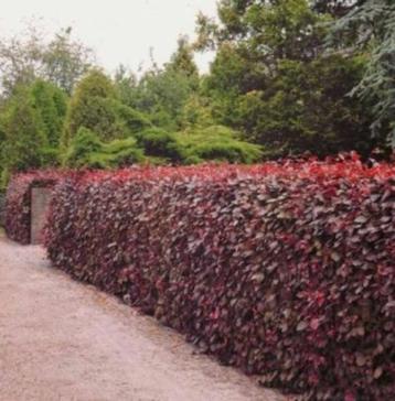 Rode beuk - Fagus sylvatica 'Atropunicea' nu weer leverbaar! beschikbaar voor biedingen