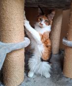 Mooie Maine Coon kittens, Meerdere dieren, Gechipt, 0 tot 2 jaar