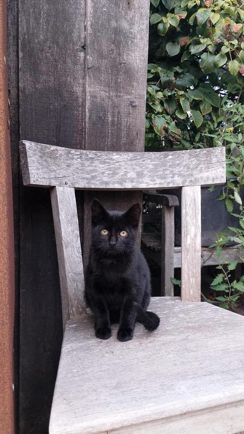 Lieve kittens te koop kater poes, Dieren en Toebehoren, Katten en Kittens | Overige Katten, Kortharig, Meerdere dieren, 0 tot 2 jaar