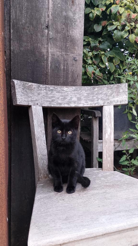 Lieve kittens te koop kater zwart poes schildpad, Dieren en Toebehoren, Katten en Kittens | Overige Katten, Kortharig, Meerdere dieren